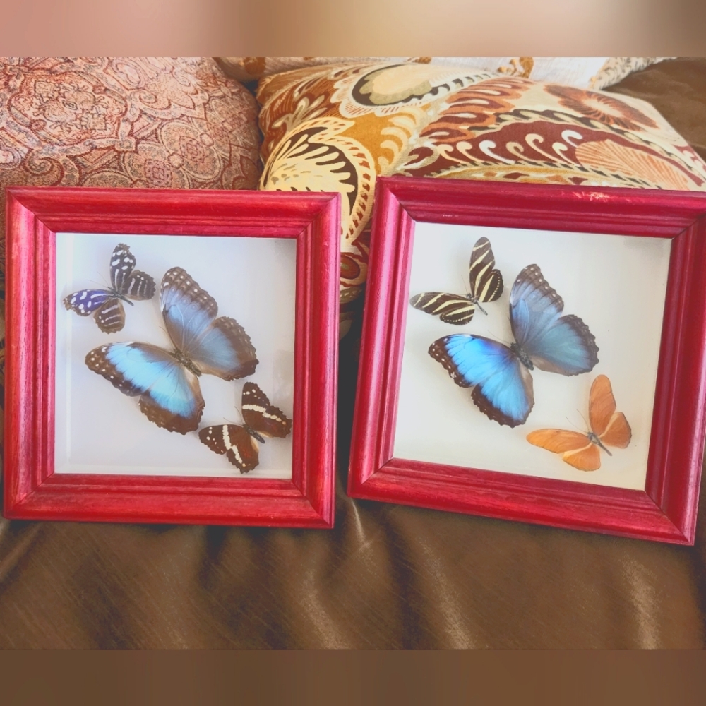 Pair of vintage, real butterfly shadowboxes (2)
